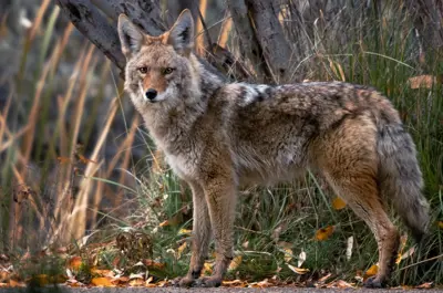 Coyote walking 
