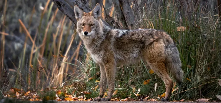 Coyote walking 