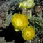 Plains Prickly Pear
