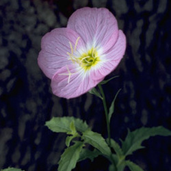Pink Evening Primrose