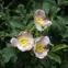Prairie Rose