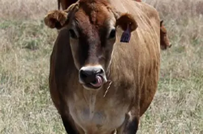 A cow on open space 