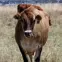 A cow on open space 