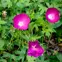 Prairie Winecups
