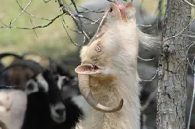 A goat eating a leaf of of a tree