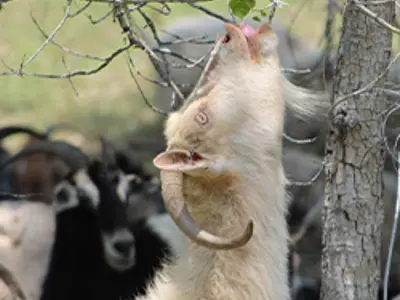 A goat eating a leaf of of a tree
