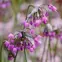 nodding onion plant 