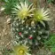 Plains Nipple Cactus