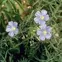 Lewis Flax Plant 