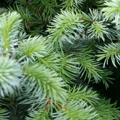 A close up of an evergreen tree