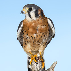 Americal Kestrel on a perch