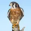 Americal Kestrel on a perch