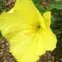 Missouri Primrose plant 